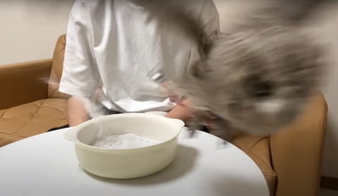 飛んでいくフクロウ