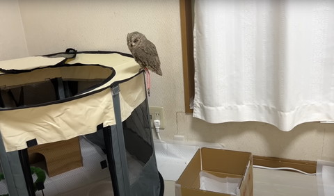 ケージのてっぺんにとまるフクロウ