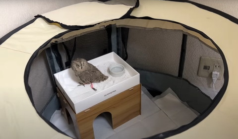ケージの中の箱の砂に入るフクロウ