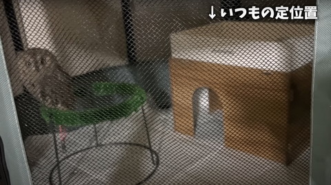 いつもの定位置テロップ