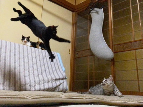飛んでる黒猫