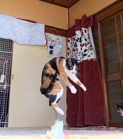 飛んでる三毛猫