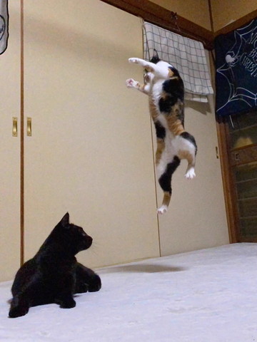 飛んでる三毛猫を見る黒猫