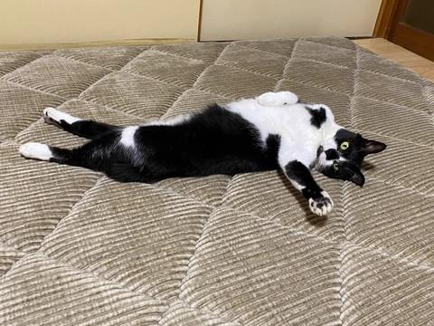 左前足広げて横になる猫