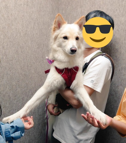 エレベーターに乗るワンコ