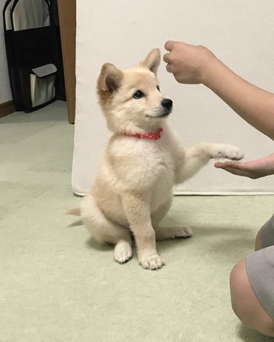 お手しようとする子犬