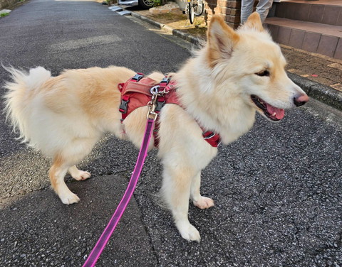 お散歩中ワンコ横顔