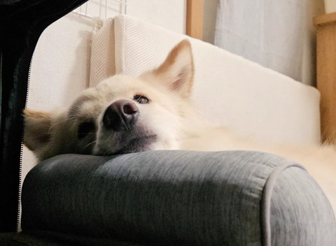 ソファにあごのせワンコ