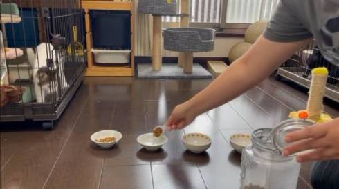猫のごはんタイム