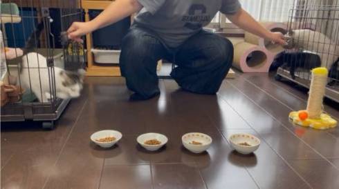 保護猫のごはんタイムがわちゃわちゃ