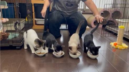 保護猫のごはんタイムがわちゃわちゃ