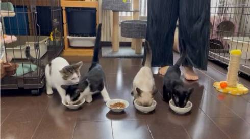 保護猫のごはんタイムがわちゃわちゃ