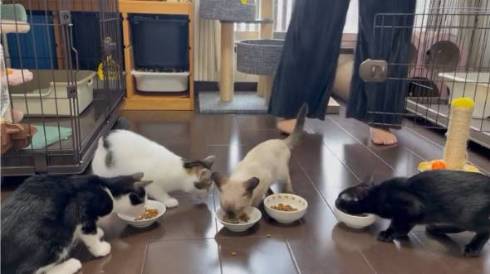 保護猫のごはんタイムがわちゃわちゃ
