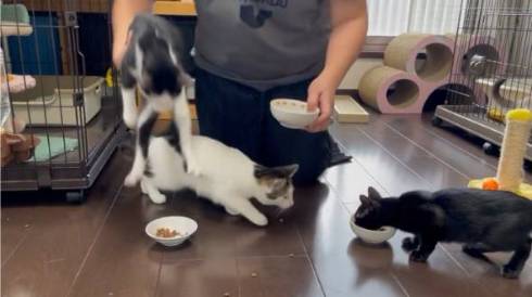 保護猫のごはんタイムがわちゃわちゃ