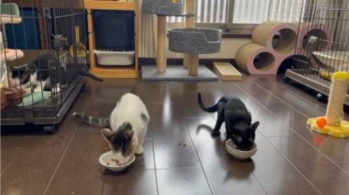 保護猫のごはんタイムがわちゃわちゃ