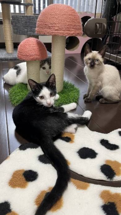 保護猫のごはんタイムがわちゃわちゃ