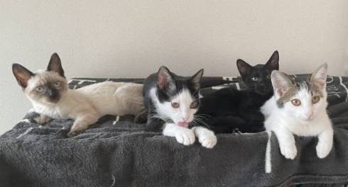 保護猫のごはんタイムがわちゃわちゃ