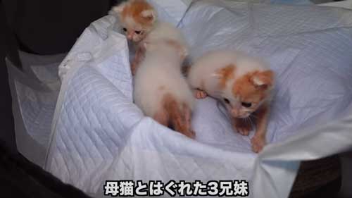 先住猫に子猫を合わせたらみんな過保護に優しい