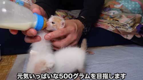 先住猫に子猫を合わせたらみんな過保護に優しい