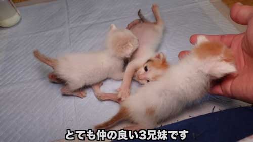 先住猫に子猫を合わせたらみんな過保護に優しい