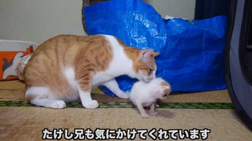 先住猫に子猫を合わせたらみんな過保護に優しい