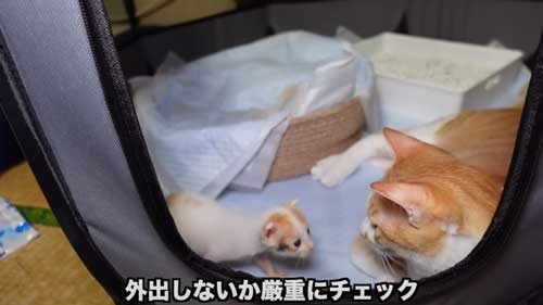 先住猫に子猫を合わせたらみんな過保護に優しい
