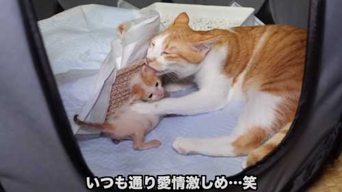 先住猫に子猫を合わせたらみんな過保護に優しい