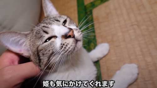 先住猫に子猫を合わせたらみんな過保護に優しい