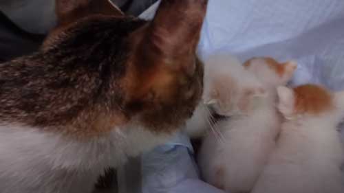 先住猫に子猫を合わせたらみんな過保護に優しい
