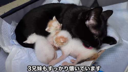 先住猫に子猫を合わせたらみんな過保護に優しい