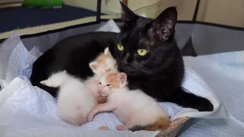 先住猫に子猫を合わせたらみんな過保護に優しい