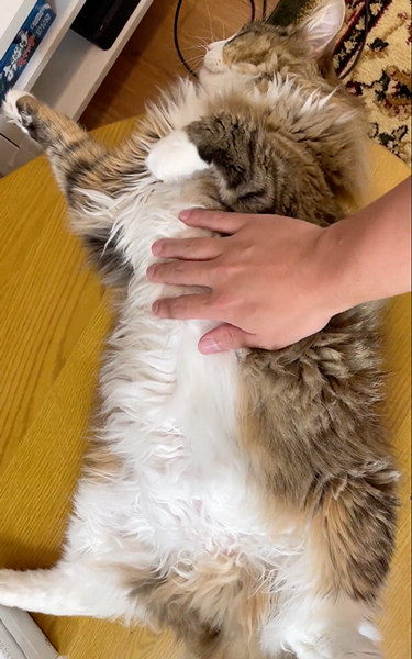 おなかはNGな猫