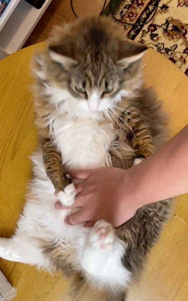 おなかはNGな猫