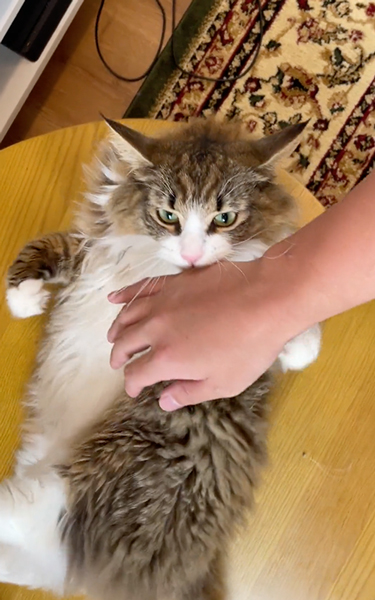 おなかはNGな猫