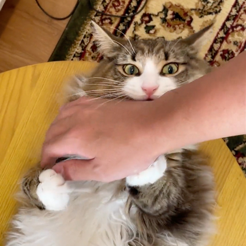 おなかはNGな猫