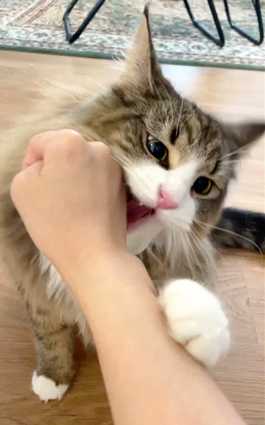 猫カフェ行ったら秒でバレた