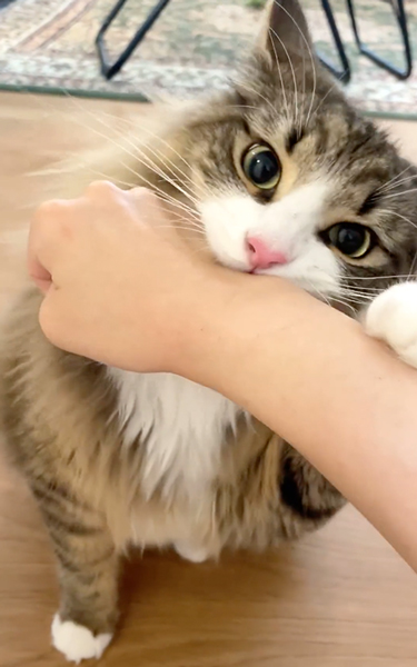 猫カフェ行ったら秒でバレた