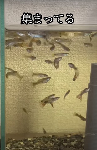 左上に集まっていく魚