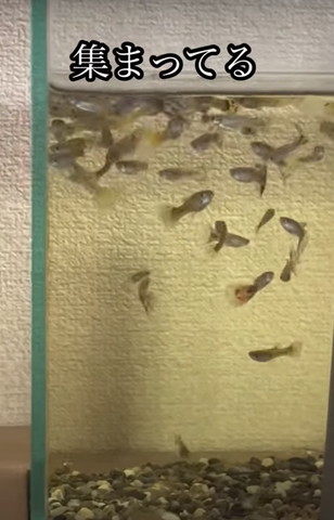 左上に固まる魚たち