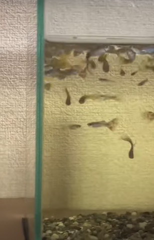 左上で方埋まる魚たち