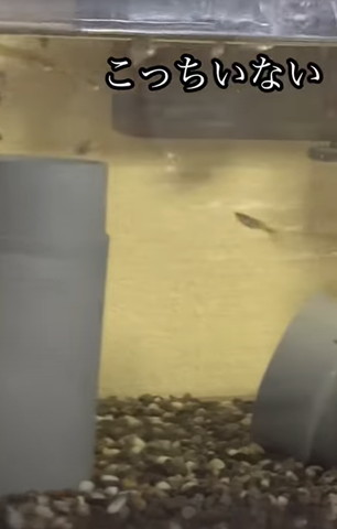 こっちいないテロップ数匹泳いでる