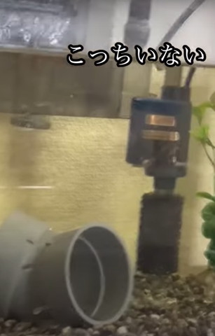 こっちいないテロップ