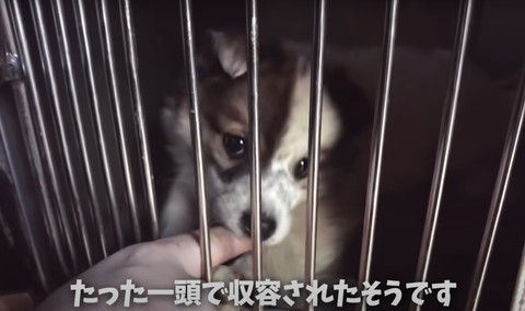 たった一頭で主要されたテロップ