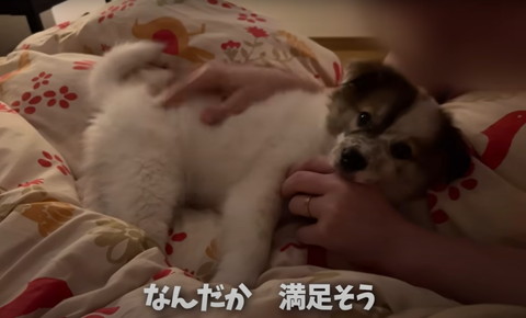 なんだか満足そうテロップ