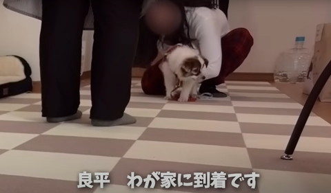 我が家に到着テロップ