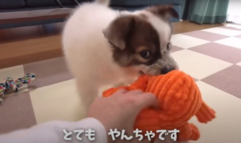 とてもやんちゃテロップ