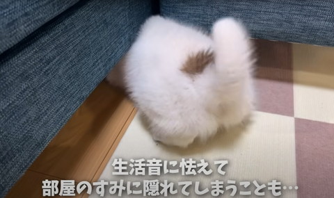 生活音におびえてテロップ