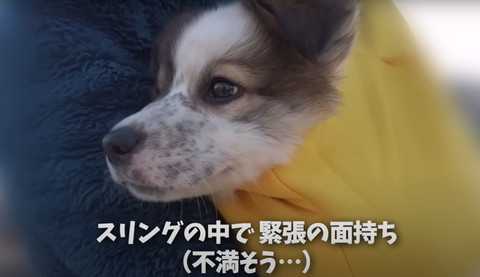 スリングの中でテロップ