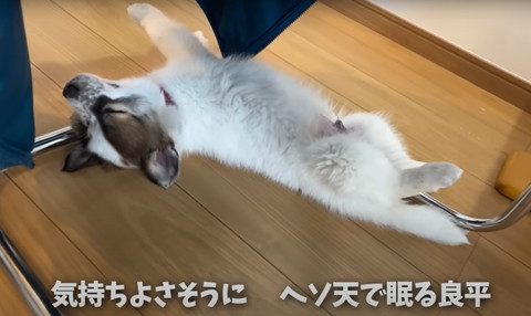 気持ちよさそうにへそ天テロップ