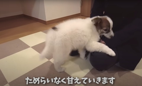 ためらいなく甘えてテロップ